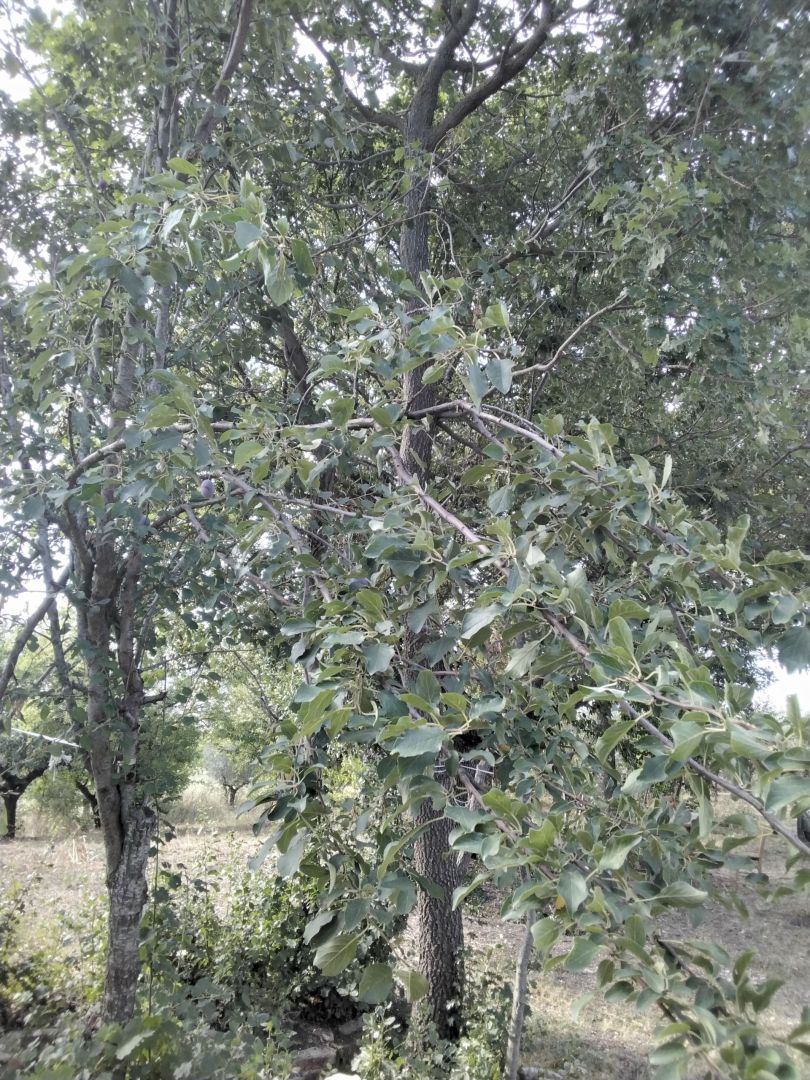 Prugne Bio