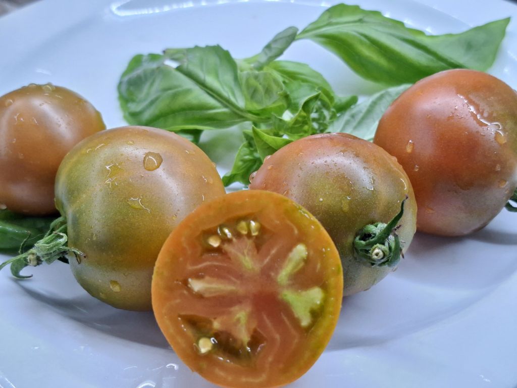 Semi pomodoro "Amarillo" chiamato anche "Armadillo"