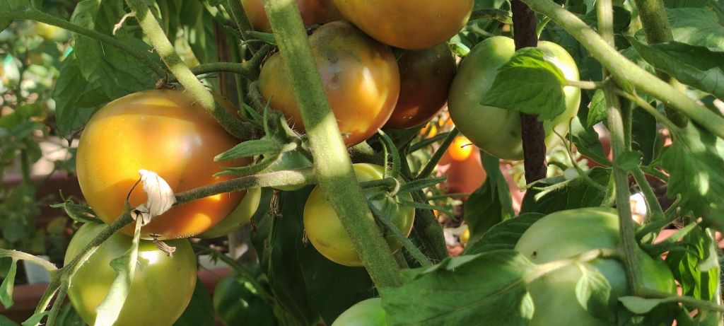 Semi pomodoro "Amarillo" chiamato anche "Armadillo"