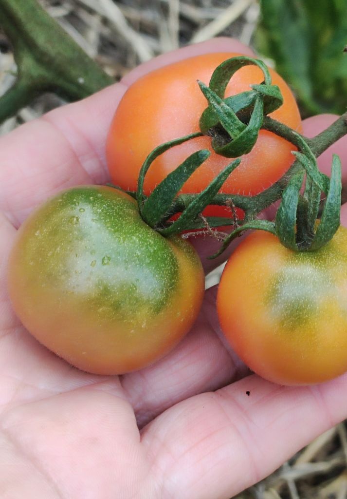 Semi Pomodoro Karma apricot