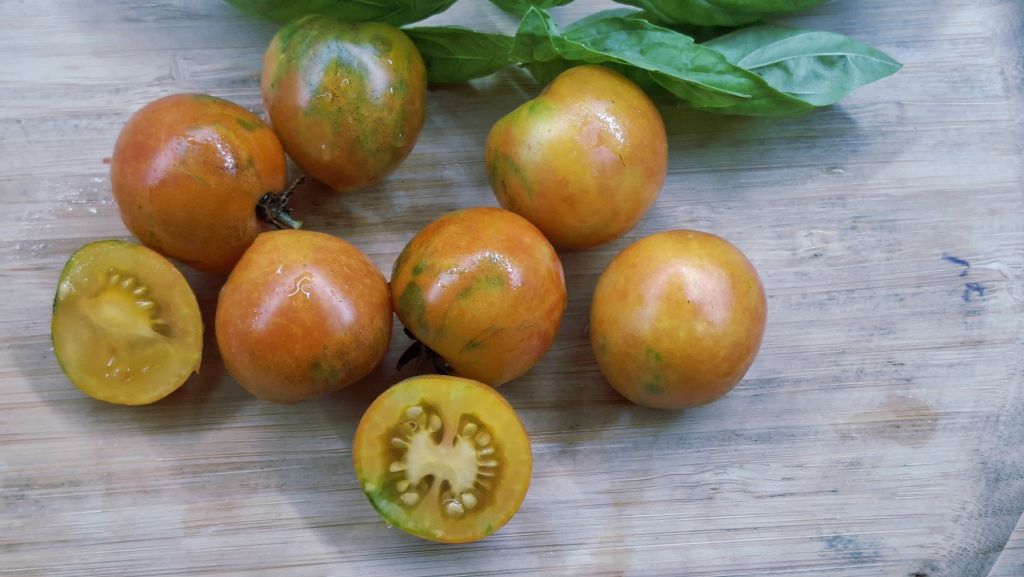Semi Pomodoro Karma apricot