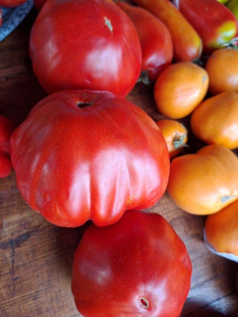 Pomodoro "Costoluto dei Colli Euganei"