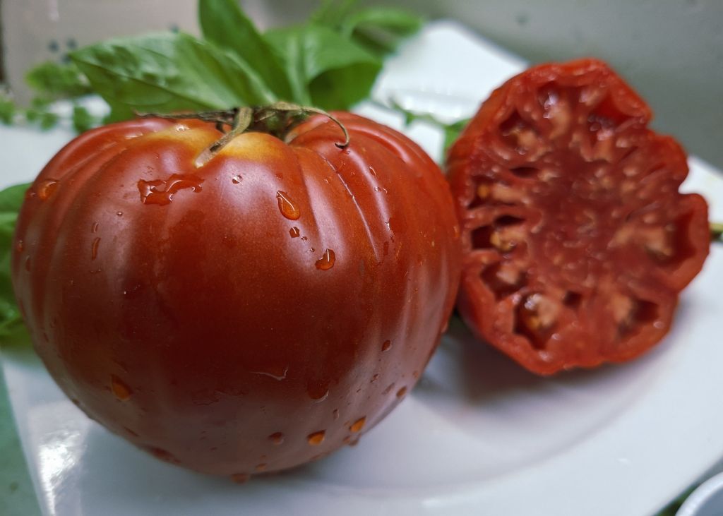 Pomodoro "Costoluto dei Colli Euganei"