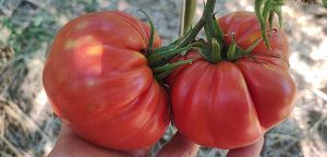 Pomodoro "Costoluto dei Colli Euganei"