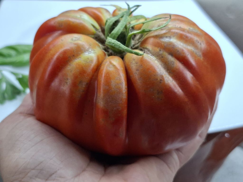 Pomodoro "Costoluto dei Colli Euganei"