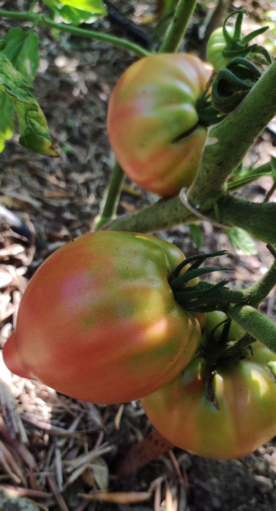 Semi pomodoro "Abakanskiy rose"