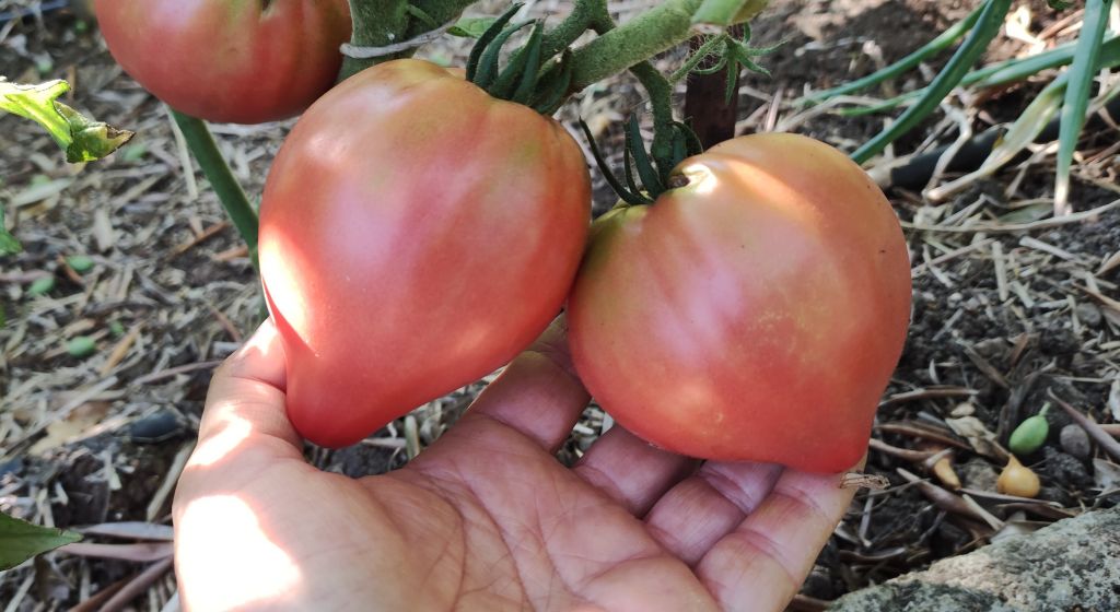 Semi pomodoro "Abakanskiy rose"