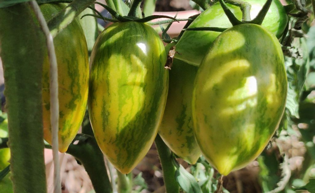 Semi pomodoro "Green Ripper"