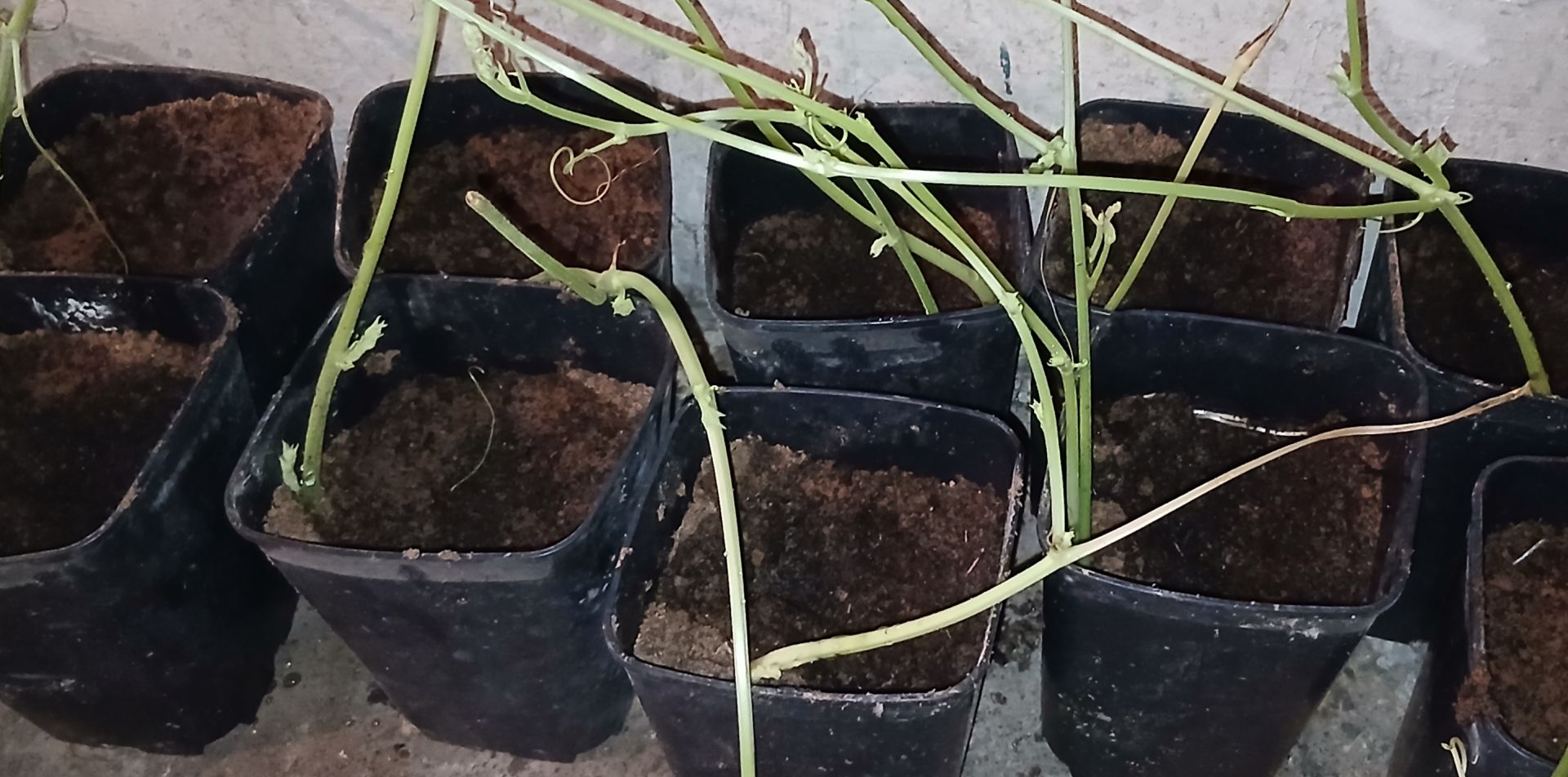 Piantine di zucchina spinosa