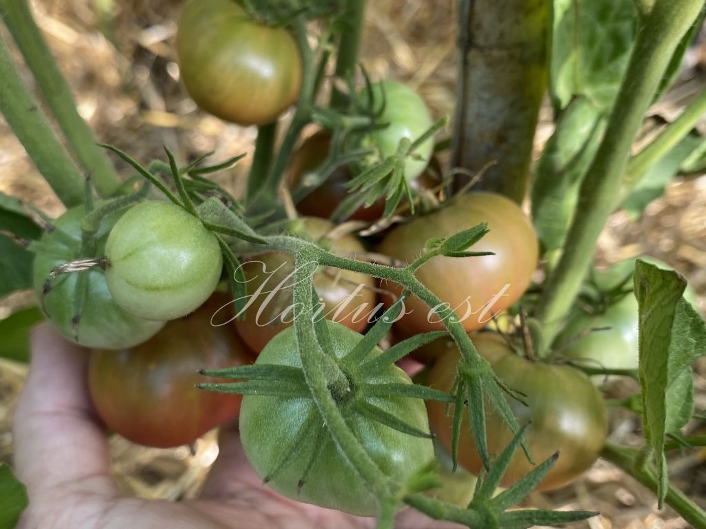 Semi pomodoro "Karma Miracle"