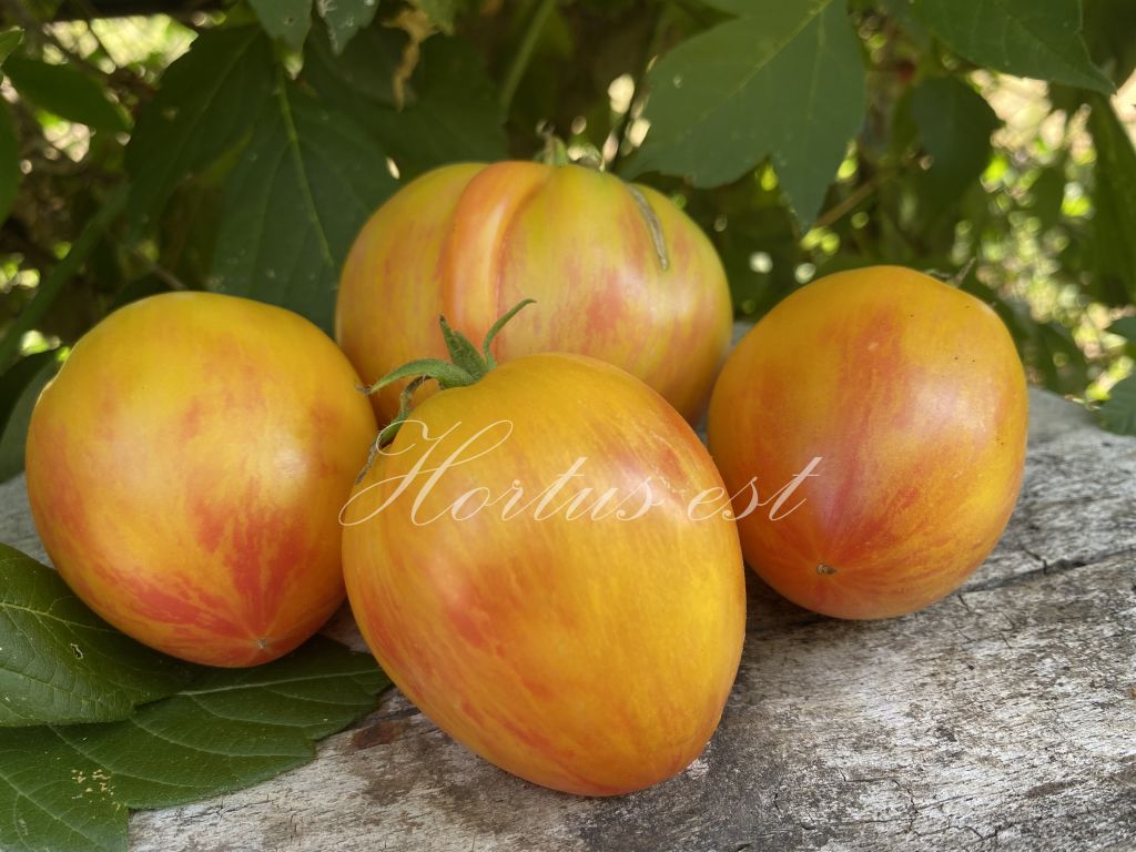 Semi pomodoro "Bleeding Heart"