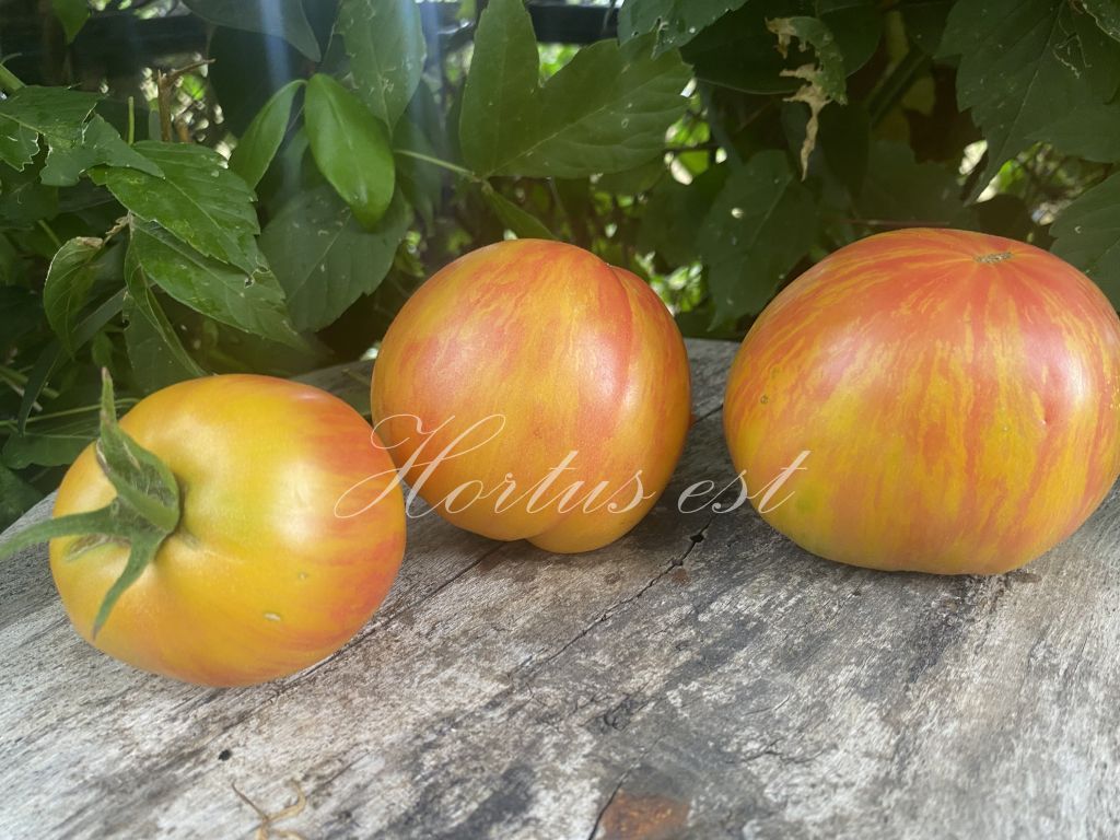 Semi pomodoro "Bleeding Heart"