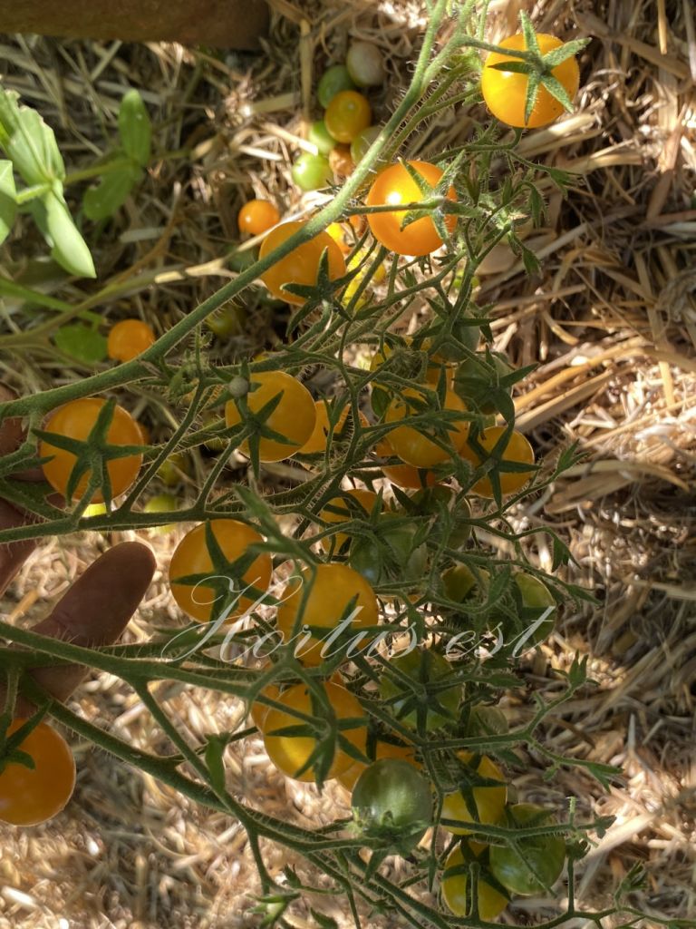 Yellow Clementine