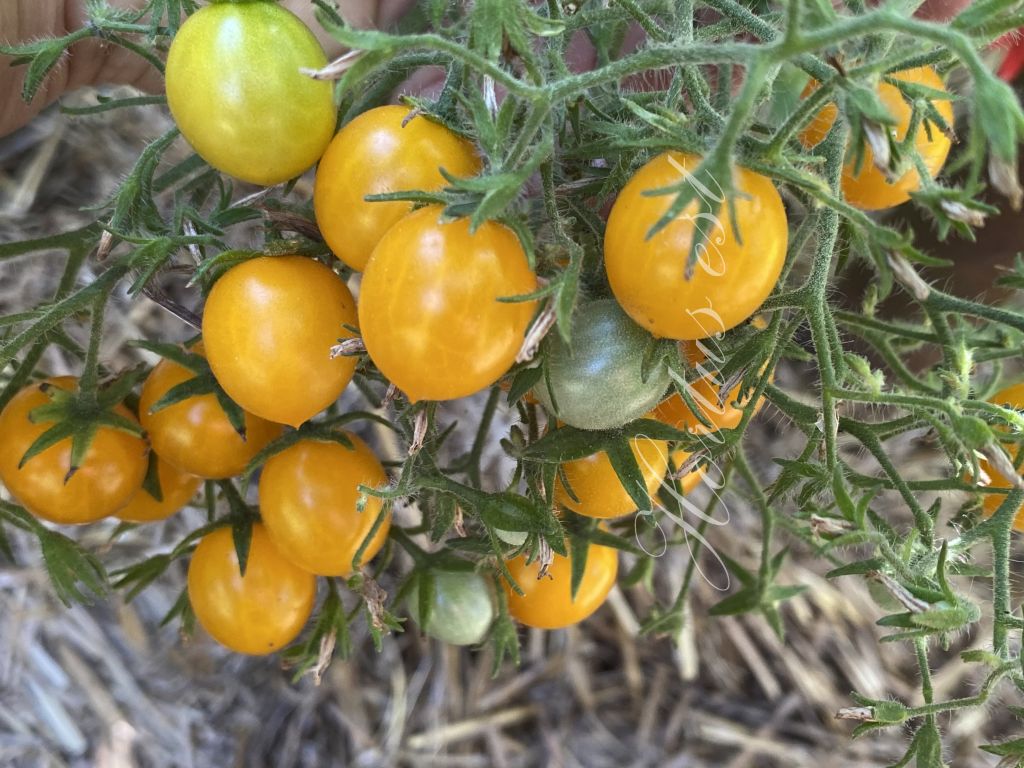 Yellow Clementine