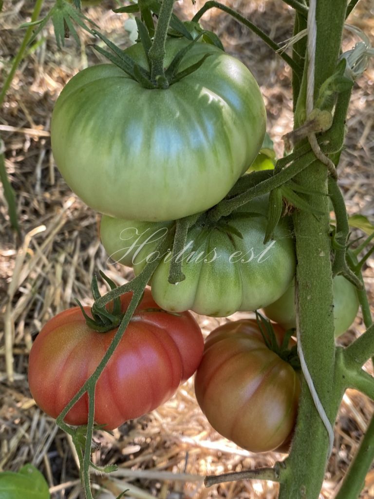 Semi pomodoro ANTICO UMBRO COSTOLUTO