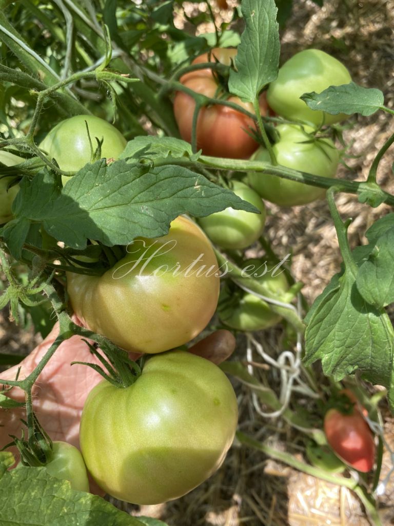 Semi pomodoro ANTICO UMBRO COSTOLUTO