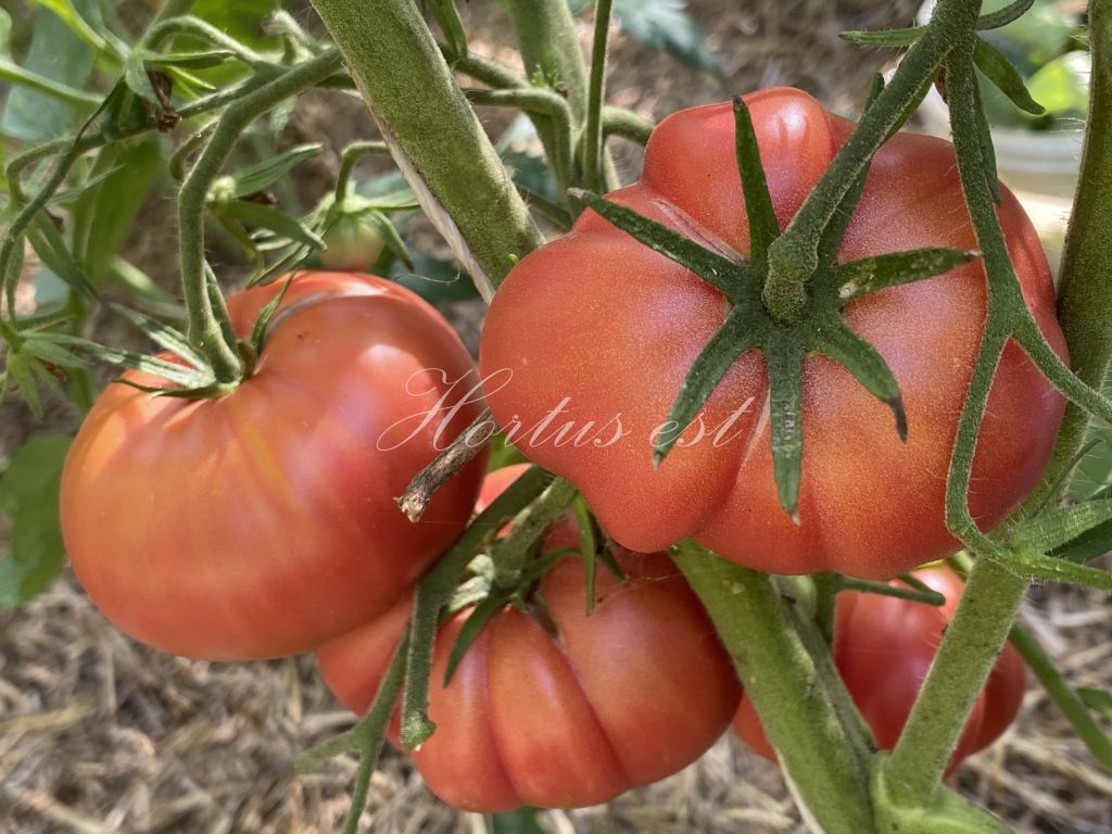 Semi pomodoro ANTICO UMBRO COSTOLUTO