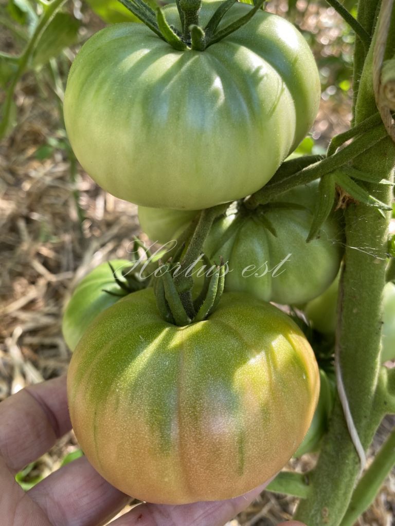 Semi pomodoro ANTICO UMBRO COSTOLUTO