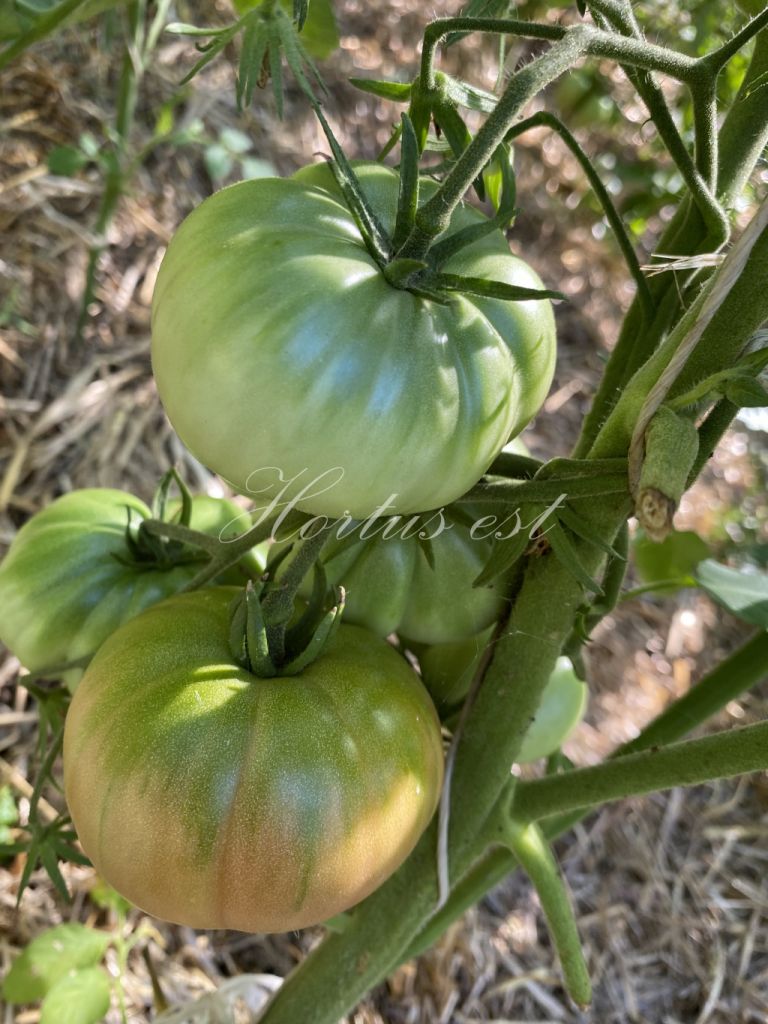 Semi pomodoro ANTICO UMBRO COSTOLUTO