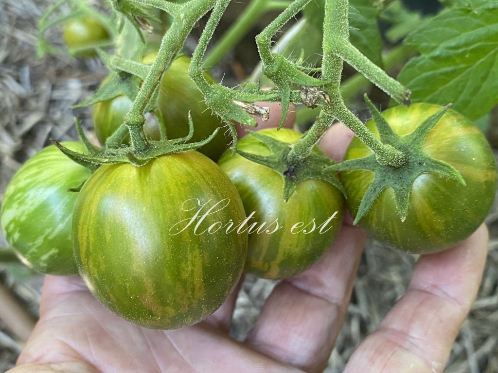 ARTISAN GREEN BUMBLEBEE