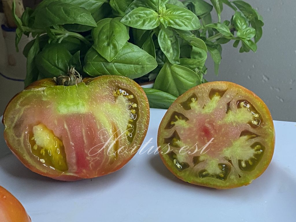 semi pomodoro MOSSY OAK