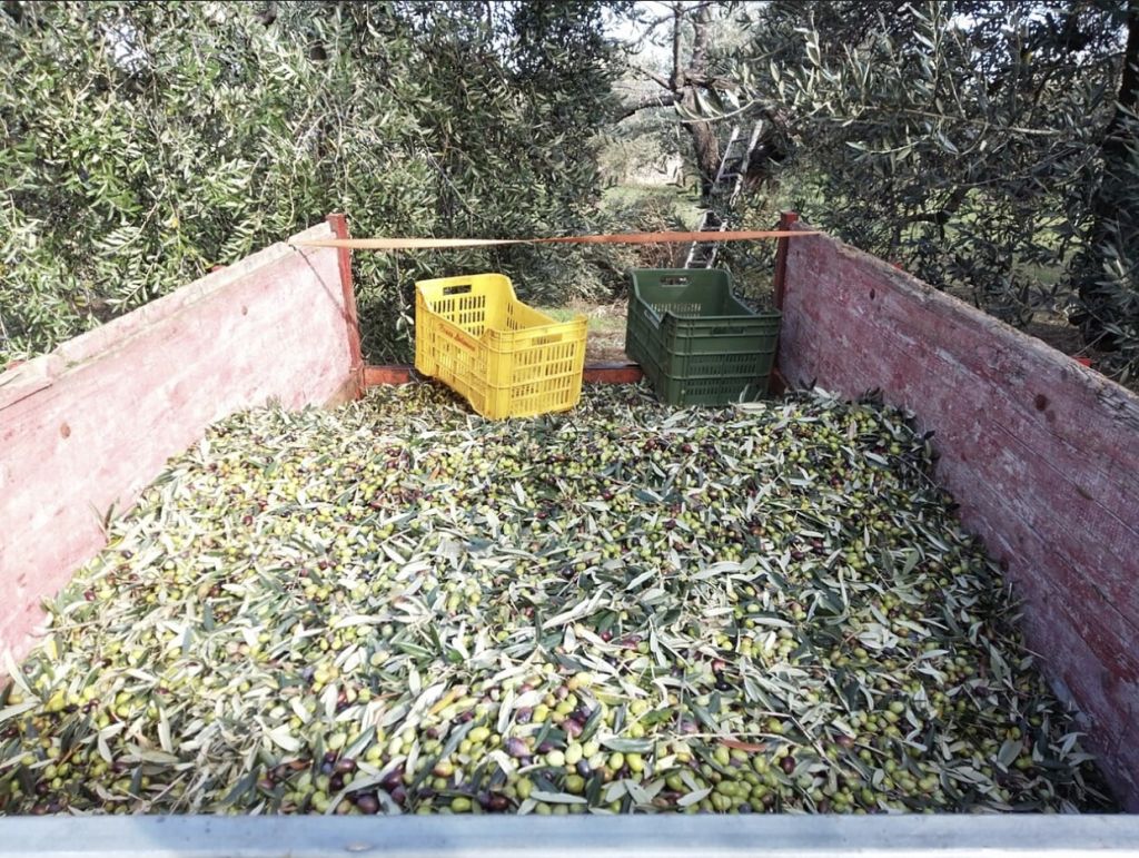 Olio extravergine oliva