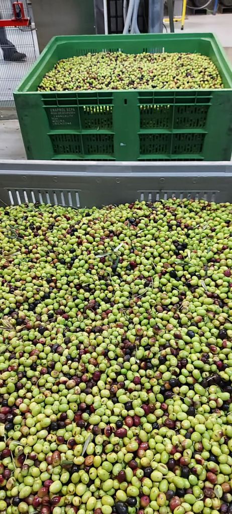 Olio extravergine oliva