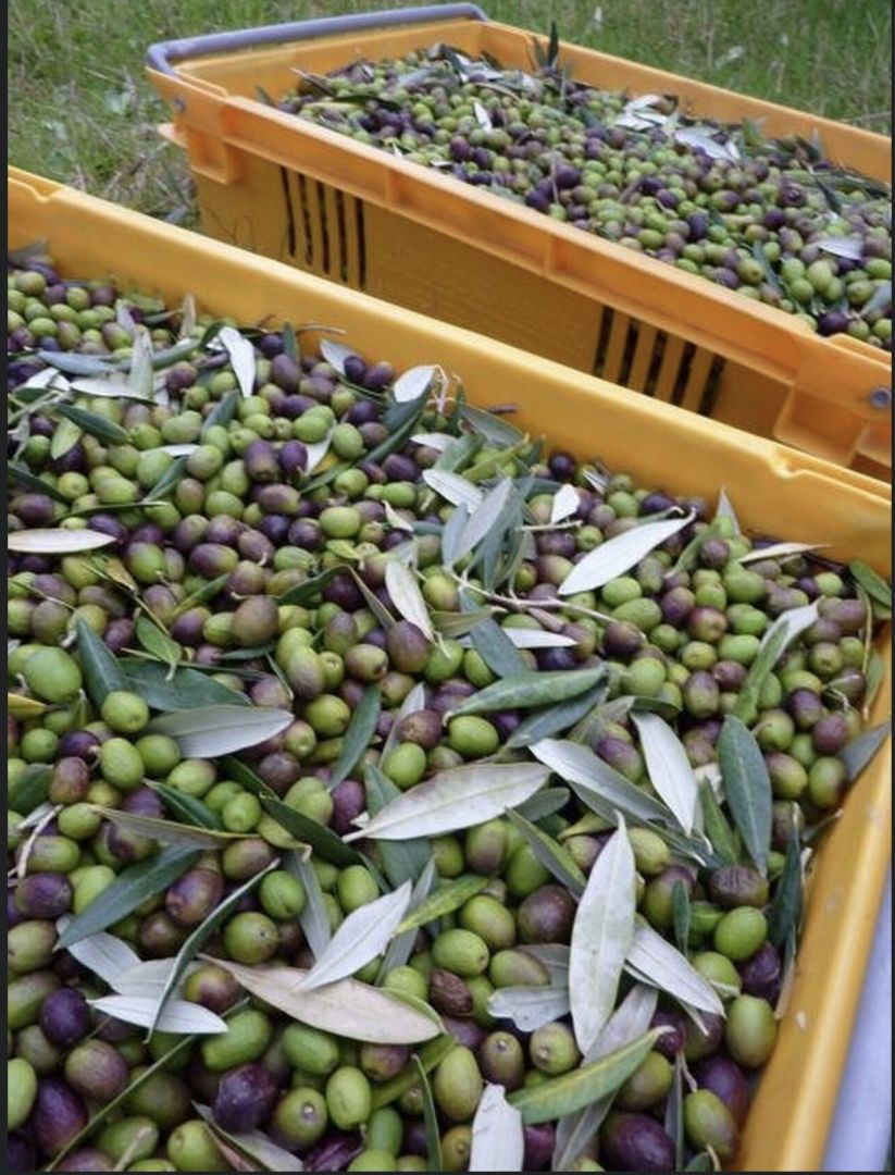 Olio extravergine oliva
