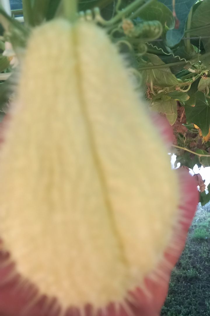 Zucchina spinosa chayote 100%biologica