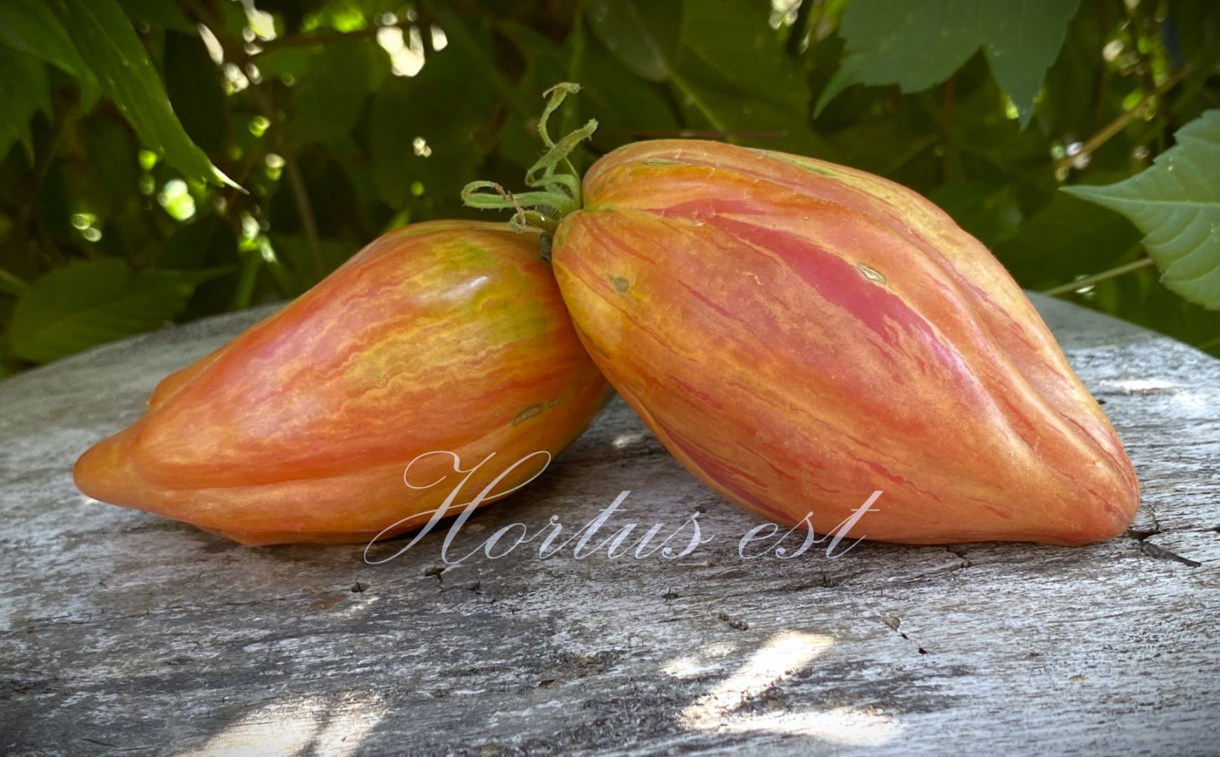 Semi pomodoro &ldquo;Riga tulip"