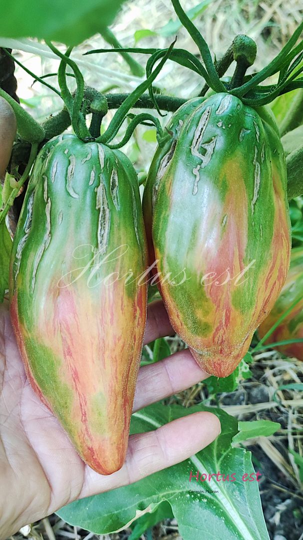 Semi pomodoro &ldquo;Riga tulip"