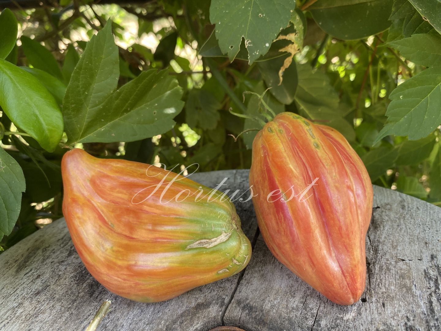 Semi pomodoro &ldquo;Riga tulip"