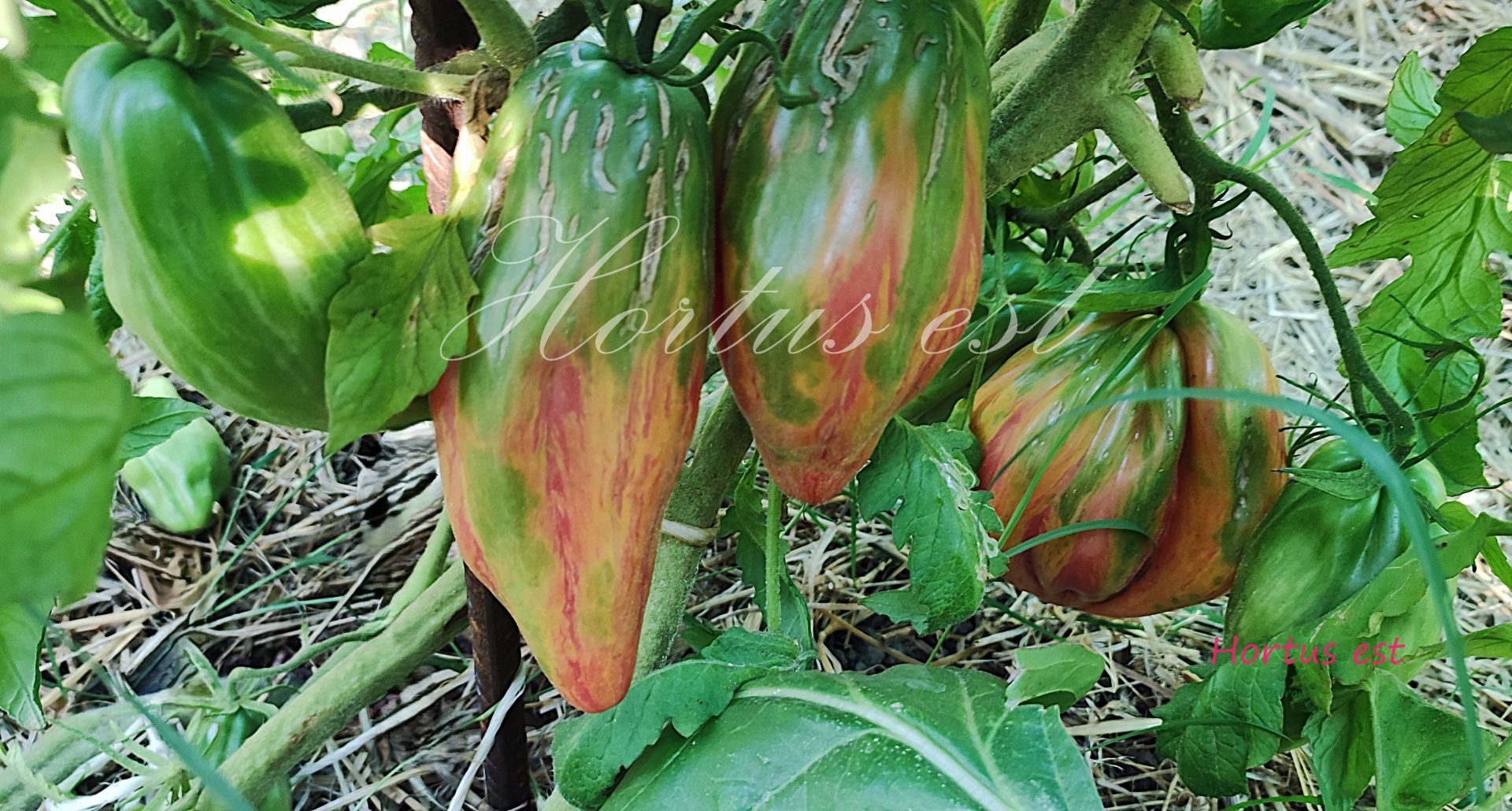 Semi pomodoro &ldquo;Riga tulip"