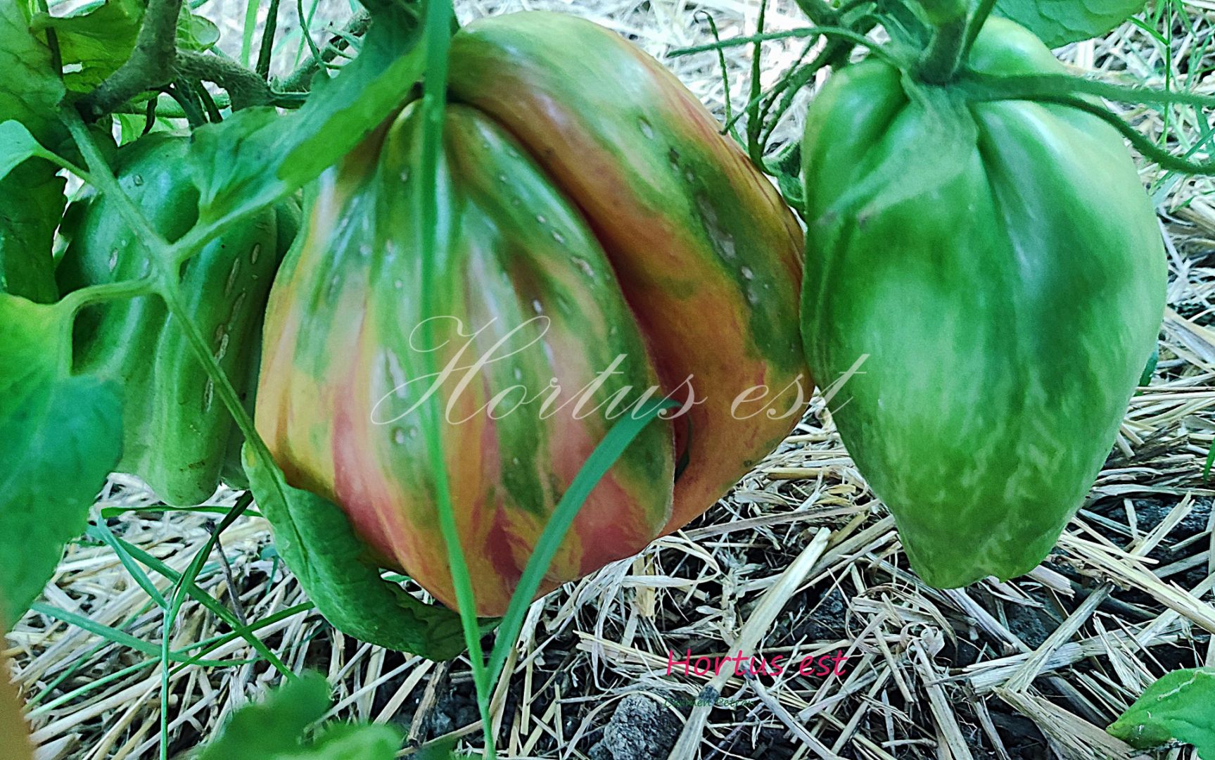 Semi pomodoro &ldquo;Riga tulip"