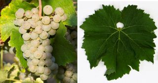 Barbatelle da vino bianco BRONNER resistenti senza trattamenti