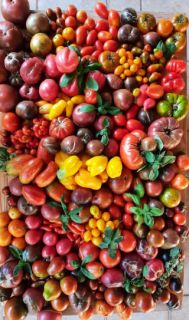 Semi pomodori