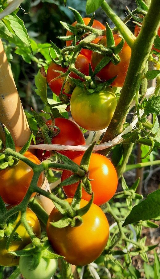 Semi pomodoro100 ciocche