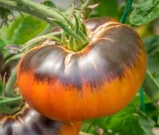 Semi pomodoro Afternoon delight
