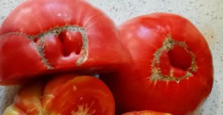 Semi pomodoro Abruzny