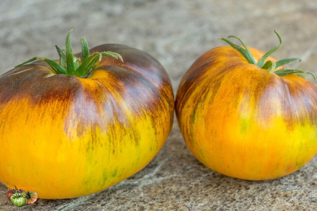 Semi pomodoro Alice’s dream