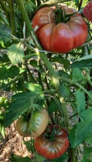 Semi pomodoro
