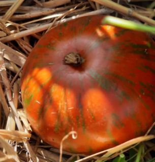 Semi pomodoro
