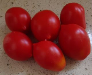 Semi pomodoro
