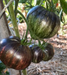 Semi pomodoro