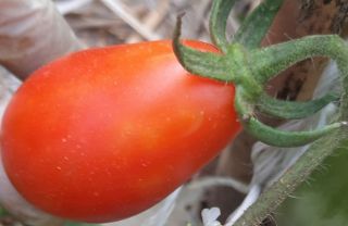 Semi pomodoro