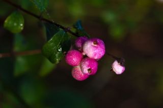 Mirtillo Rosa Autofertile