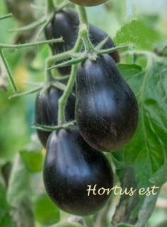 Semi Pomodoro