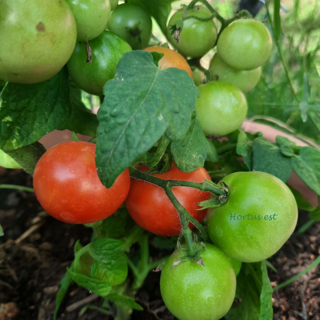 Semi pomodoro: DWARF 