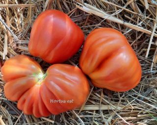 Semi Pomodoro