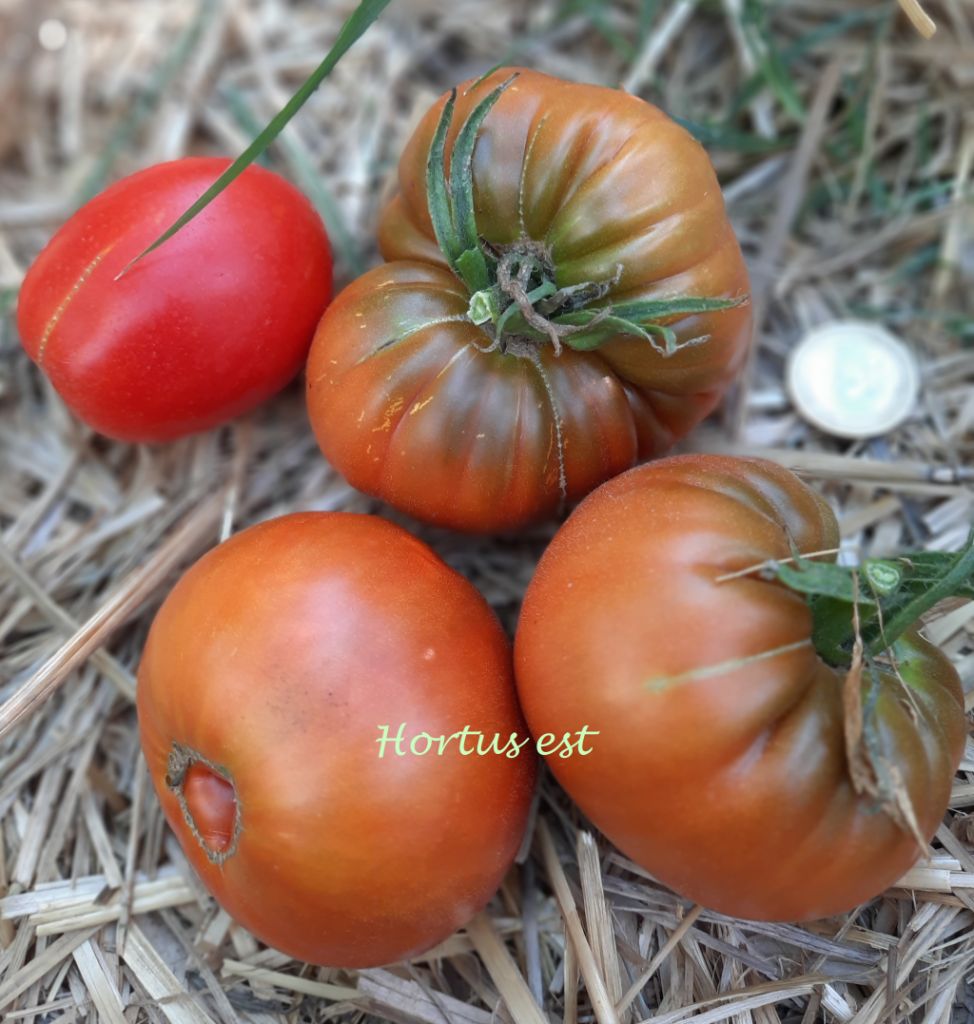 Semi Pomodoro 